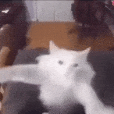 Cat dance