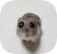 Telega